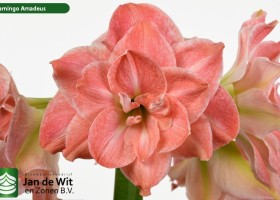 hippeastrum Flamingo Amadeus (2)